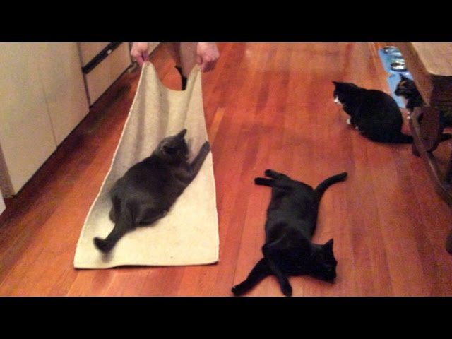 Intrattenere i gatti è divertente