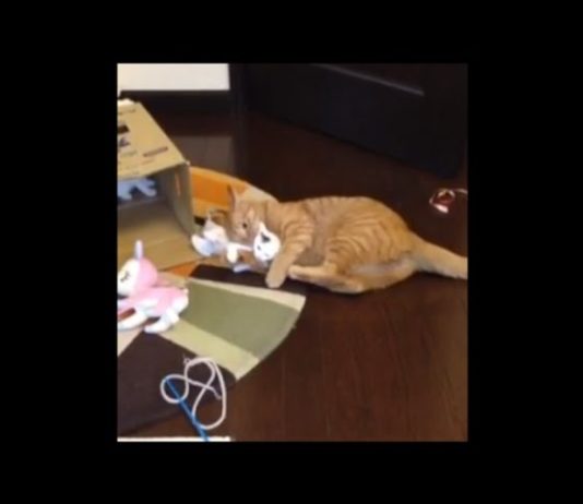 Hiroshi e le sue sorelline