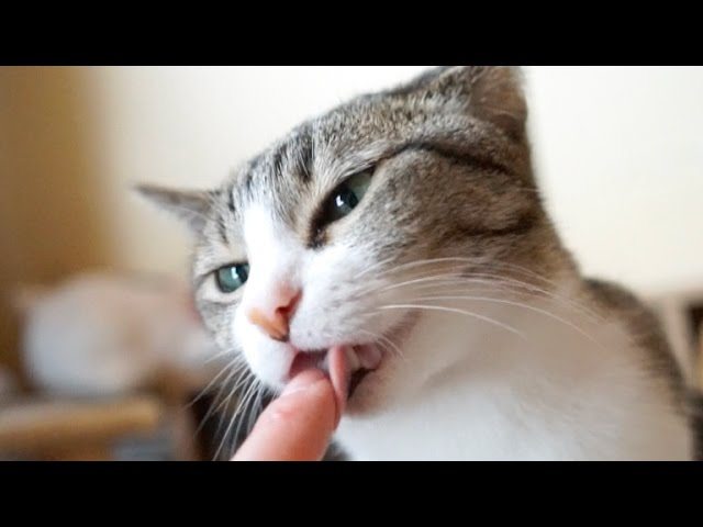 Ridammi il mio Dorayaki