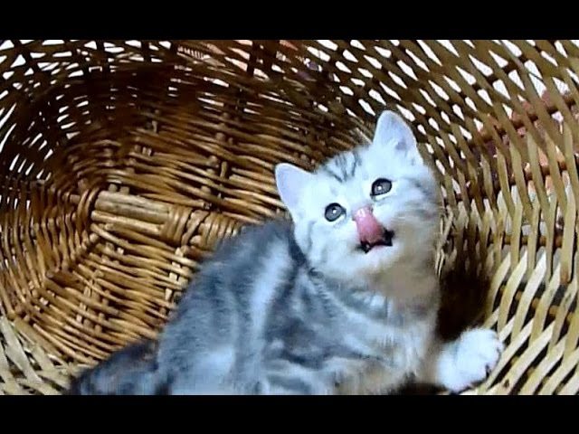 Naomi loves Basket