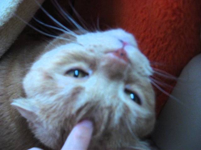 Dolce gattone