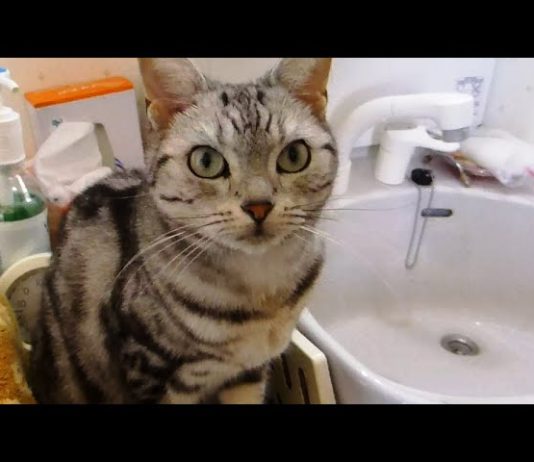 Gatto preoccupato per la sua mamma umana