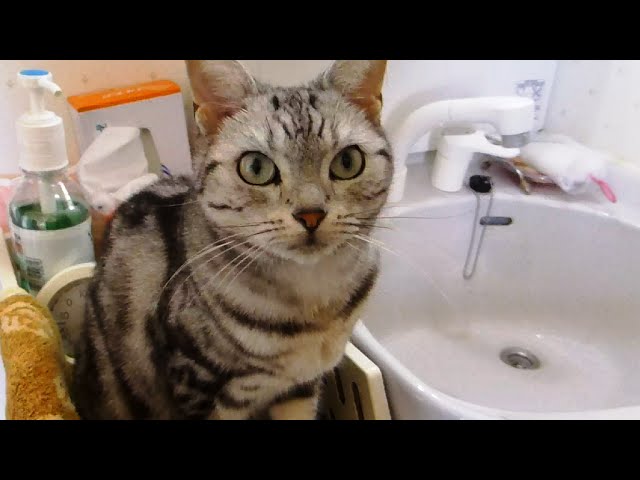 Gatto preoccupato per la sua mamma umana