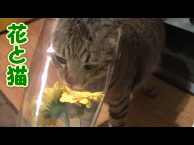 Cat and flower