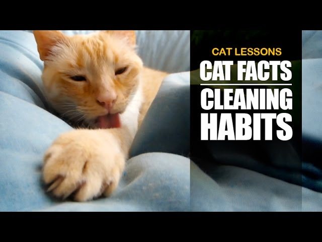 5 motivi per cui i gatti sono così puliti