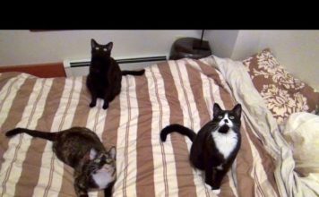 Cinque simpatici micioni