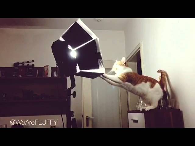 Amo la luce dei riflettori