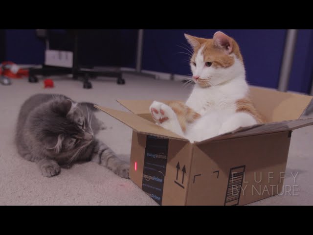 Finn’s laser box