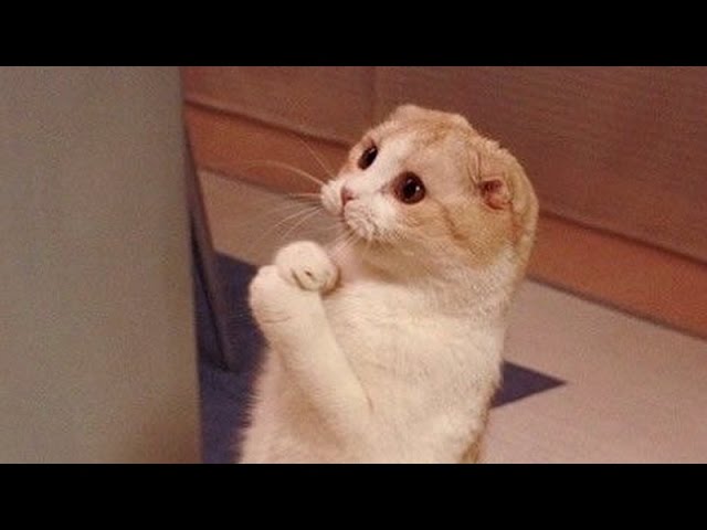 Gatti divertenti