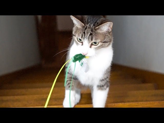 I gatti scappano