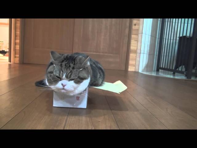 Maru, quella scatola è troppo piccola!