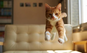 Jump! Gatti che saltano