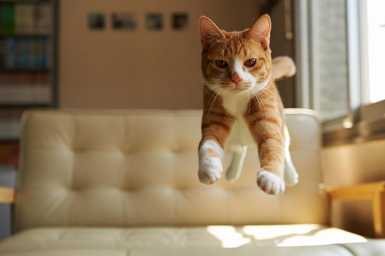 Jump! Gatti che saltano