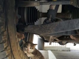 La gattina Axel salvata da sotto un camion