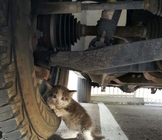 La gattina Axel salvata da sotto un camion