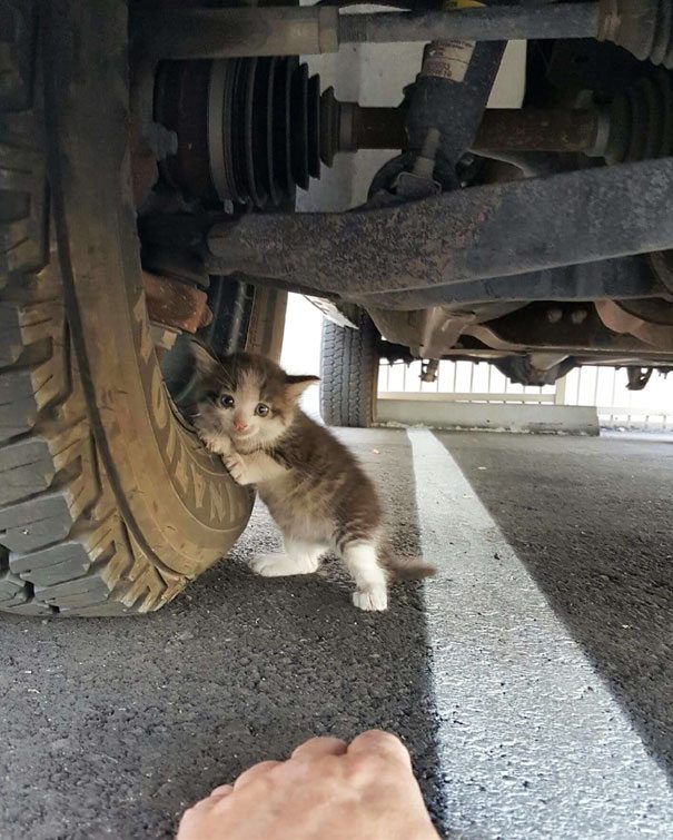 La gattina Axel salvata da sotto un camion