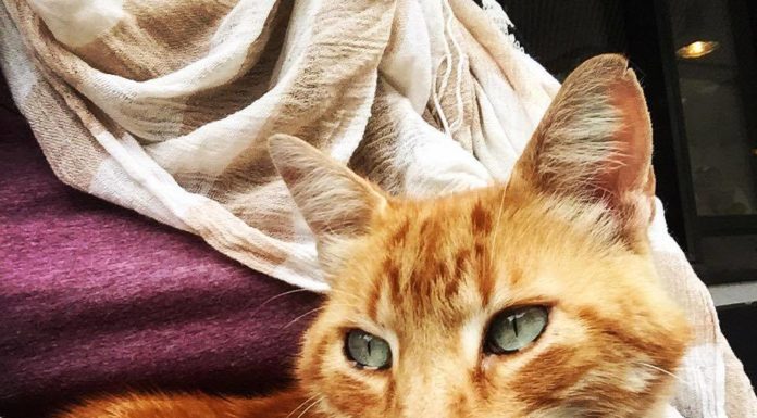 Il rosso CampusCat, mascotte dell'università di Augusta