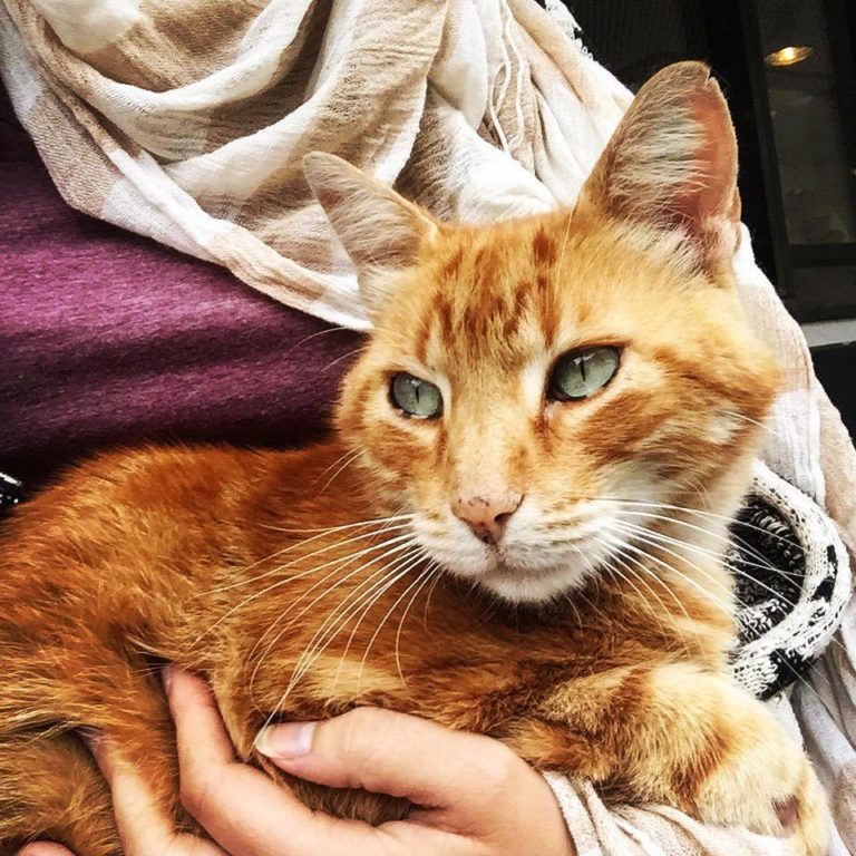 Il rosso CampusCat, mascotte dell'università di Augusta