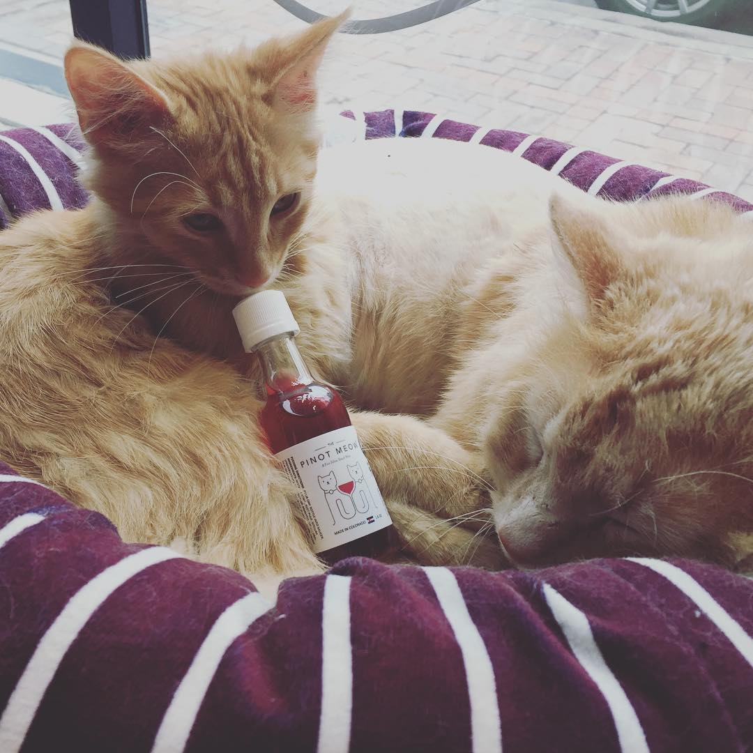 Vino rosso per gatti Pinot Meow