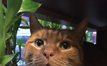 Gatto lavora da 9 anni in un negozio e non ha mai preso ferie