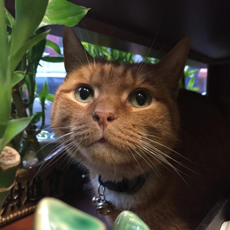 Gatto lavora da 9 anni in un negozio e non ha mai preso ferie
