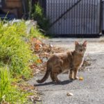 La gatta Good Mother di Mr. Barnes