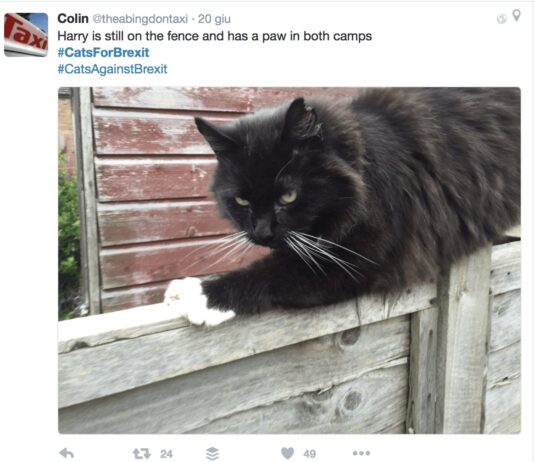 O di là o di qua. Questo gatto non ha ancora deciso dove mettere le zampe e come votare