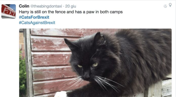 O di là o di qua. Questo gatto non ha ancora deciso dove mettere le zampe e come votare