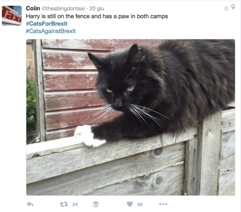 O di là o di qua. Questo gatto non ha ancora deciso dove mettere le zampe e come votare