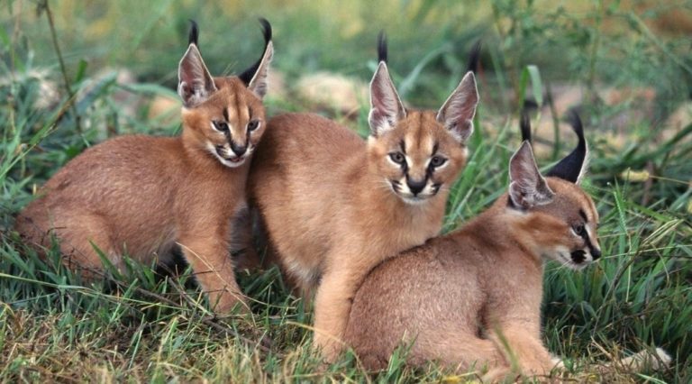 caracal
