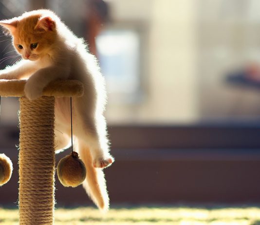 Tiragraffi economici: i migliori 5 Tiragraffi economici