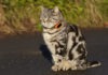 Gatto indossa un cracker GPS