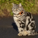 Gatto indossa un cracker GPS