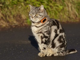 Gatto indossa un cracker GPS
