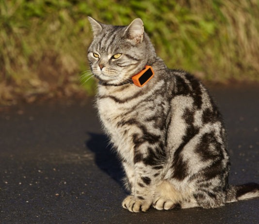 Gatto indossa un cracker GPS