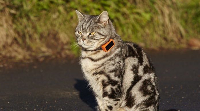 Gatto indossa un cracker GPS