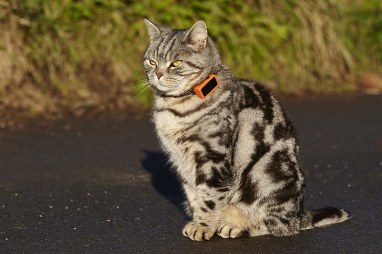 Gatto indossa un cracker GPS