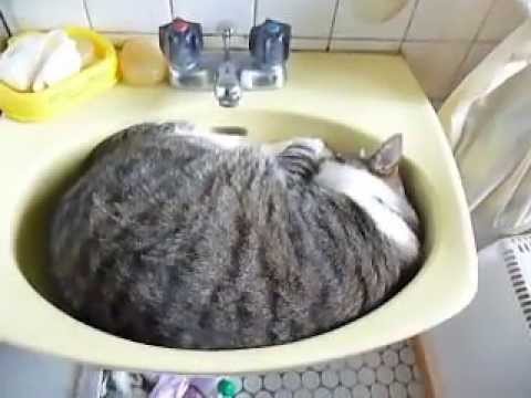 Una cuccia particolare