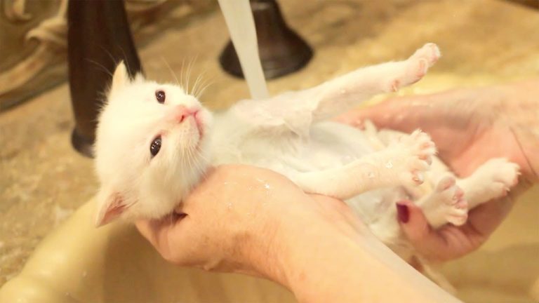 L’ora del bagnetto per dei gattini siamesi
