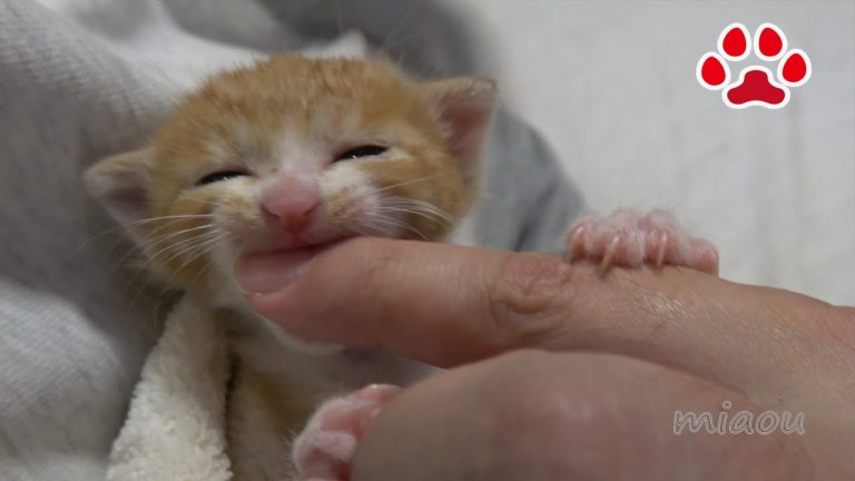 La gattina Maya cerca il ciuccio
