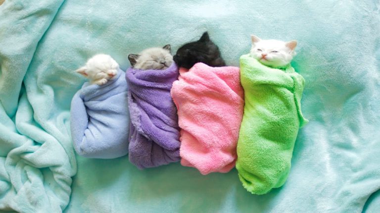 La tenerezza infinita di quattro gattini orfani