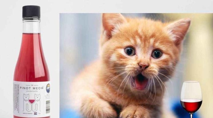 Pinot Meow e MosCATo, per brindare con il vostro gatto