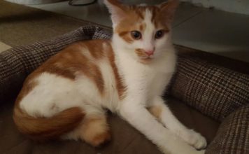 La storia di Vito, il primo gatto italiano “bionico”