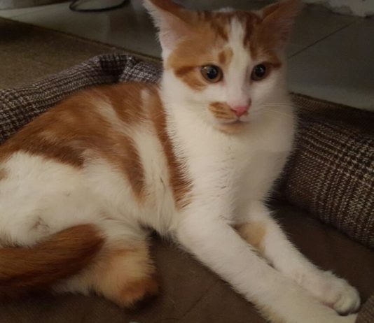 La storia di Vito, il primo gatto italiano “bionico”