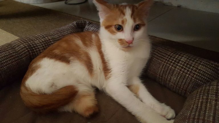 La storia di Vito, il primo gatto italiano “bionico”