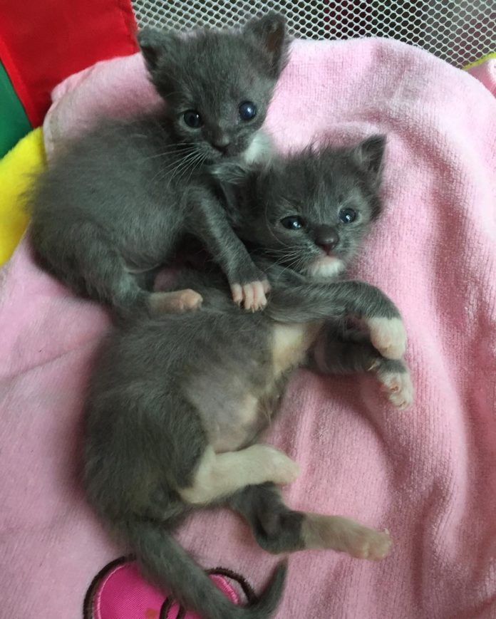 Pistachio e Raisin nel loro box, pronti a diventare dei bellissimi gattini