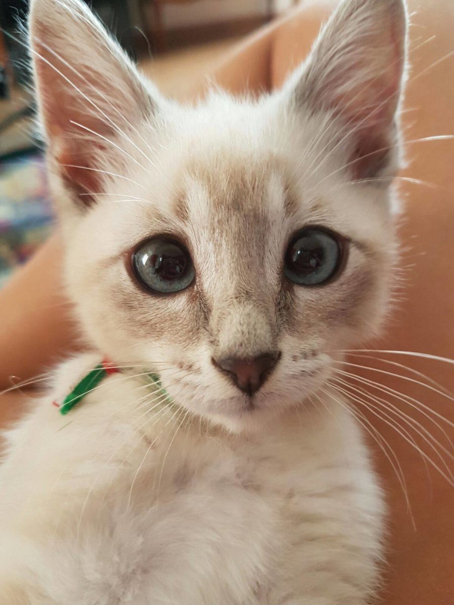 Aaron di Angela Marcello