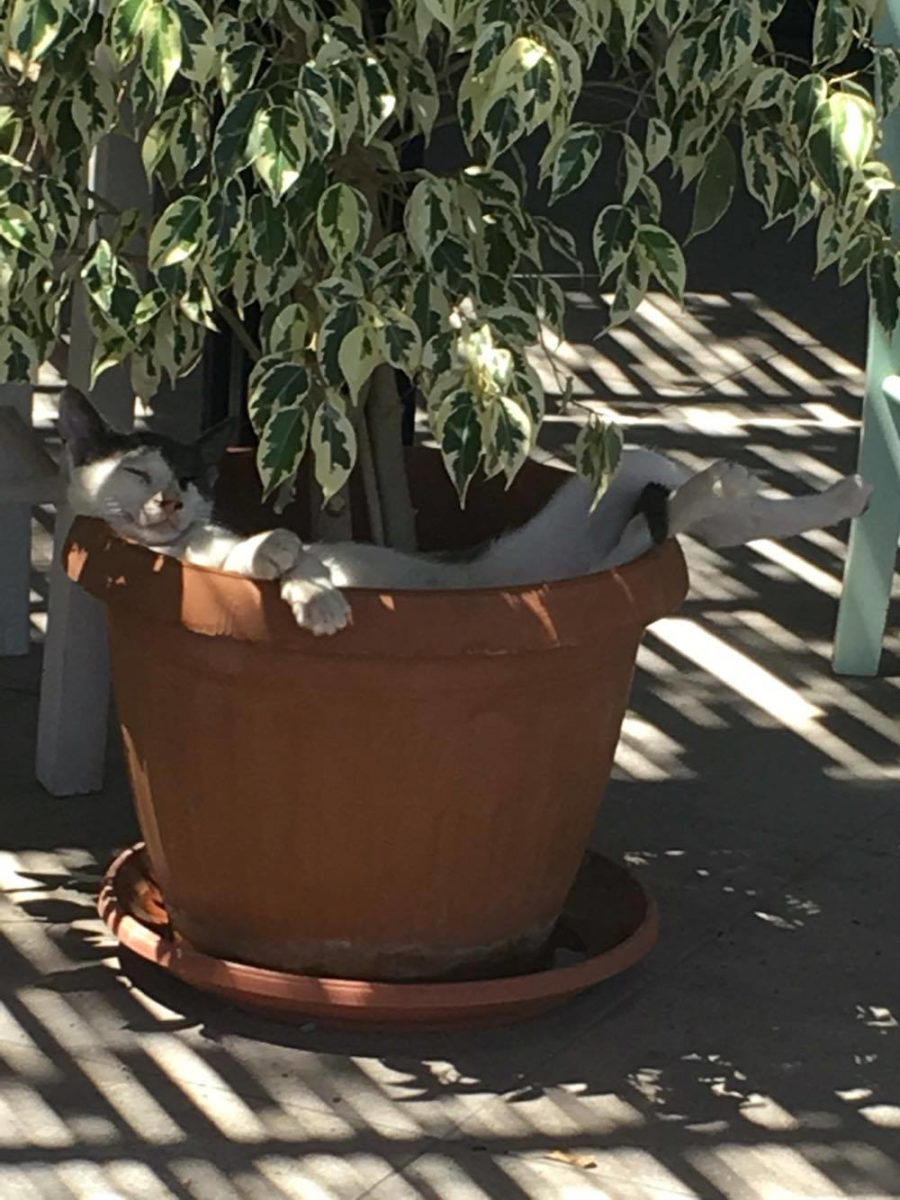 Amoopi Karpathos di Annalisa Abbate