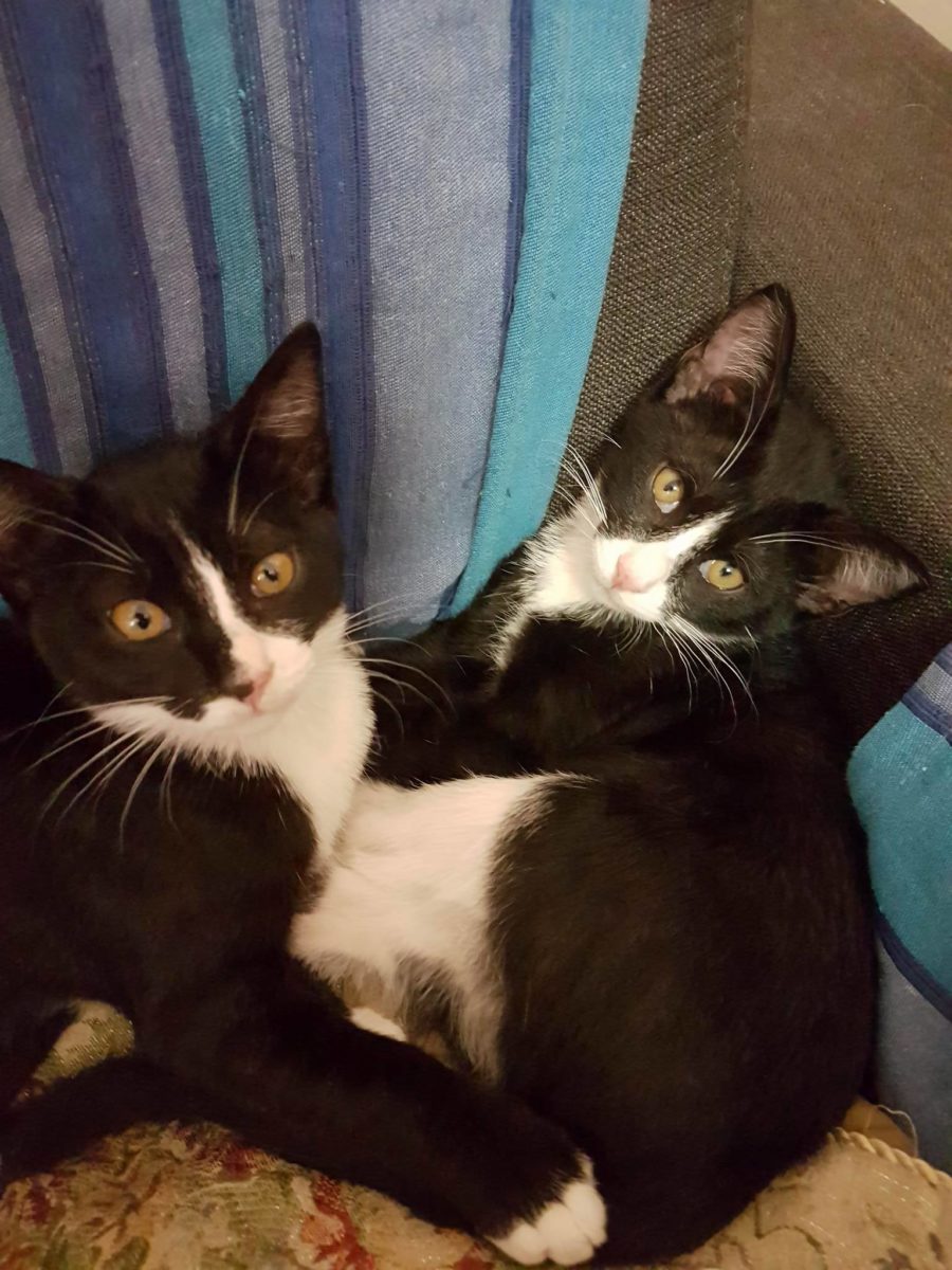 Birba e Frozen di Spongy Miky