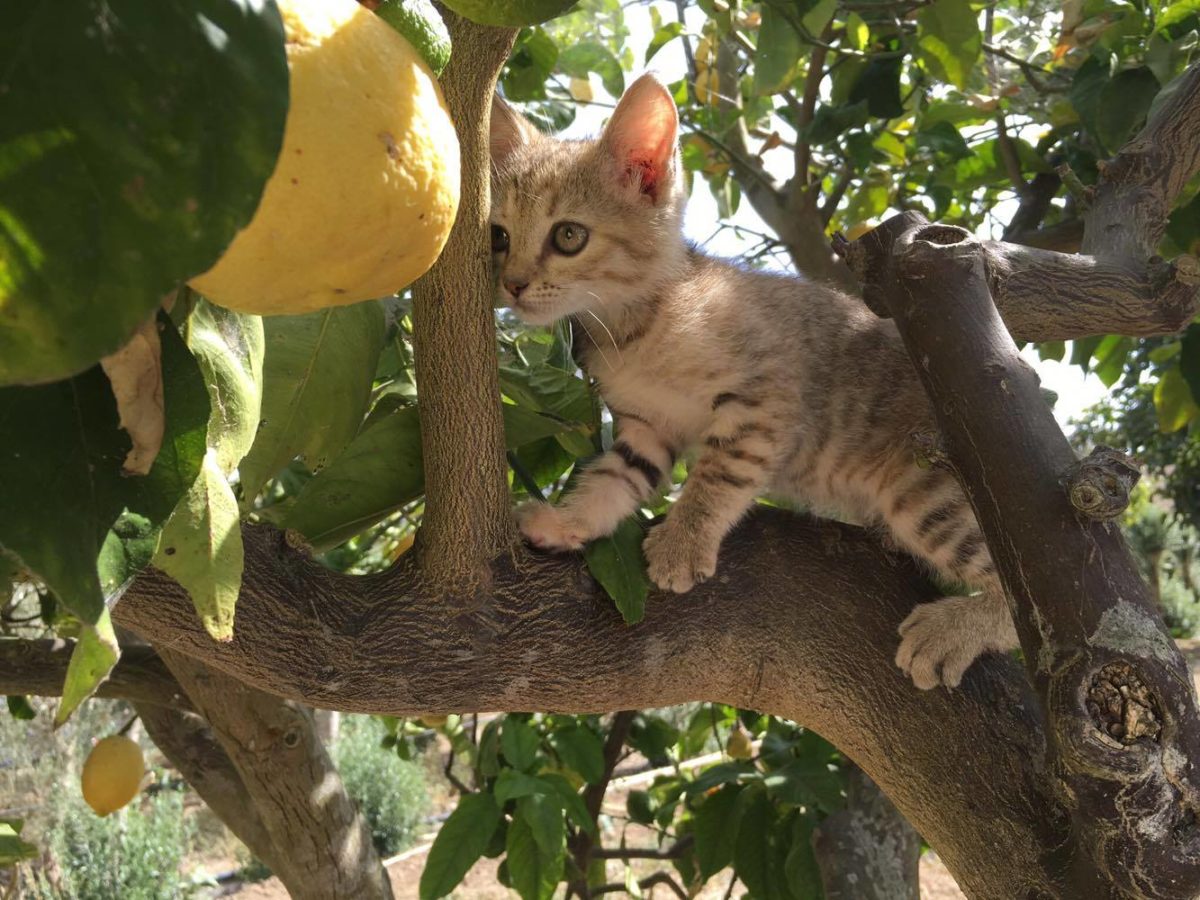 Daenerys di Fabio Matteo Stroscio